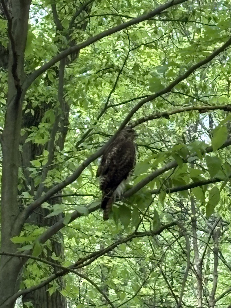 Red-tailed Hawk (borealis) - ML635375178