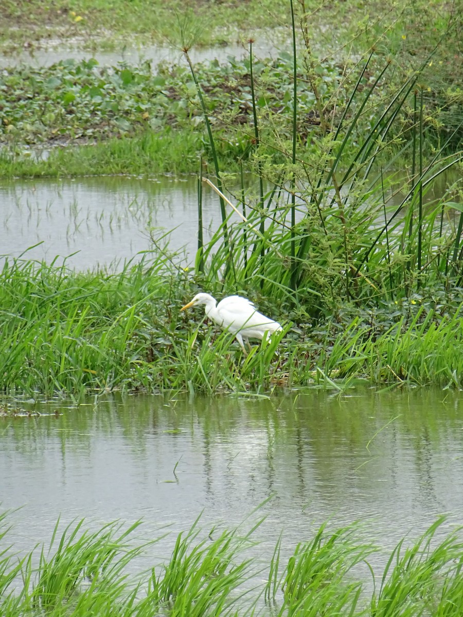 Western Cattle-Egret - ML635375204