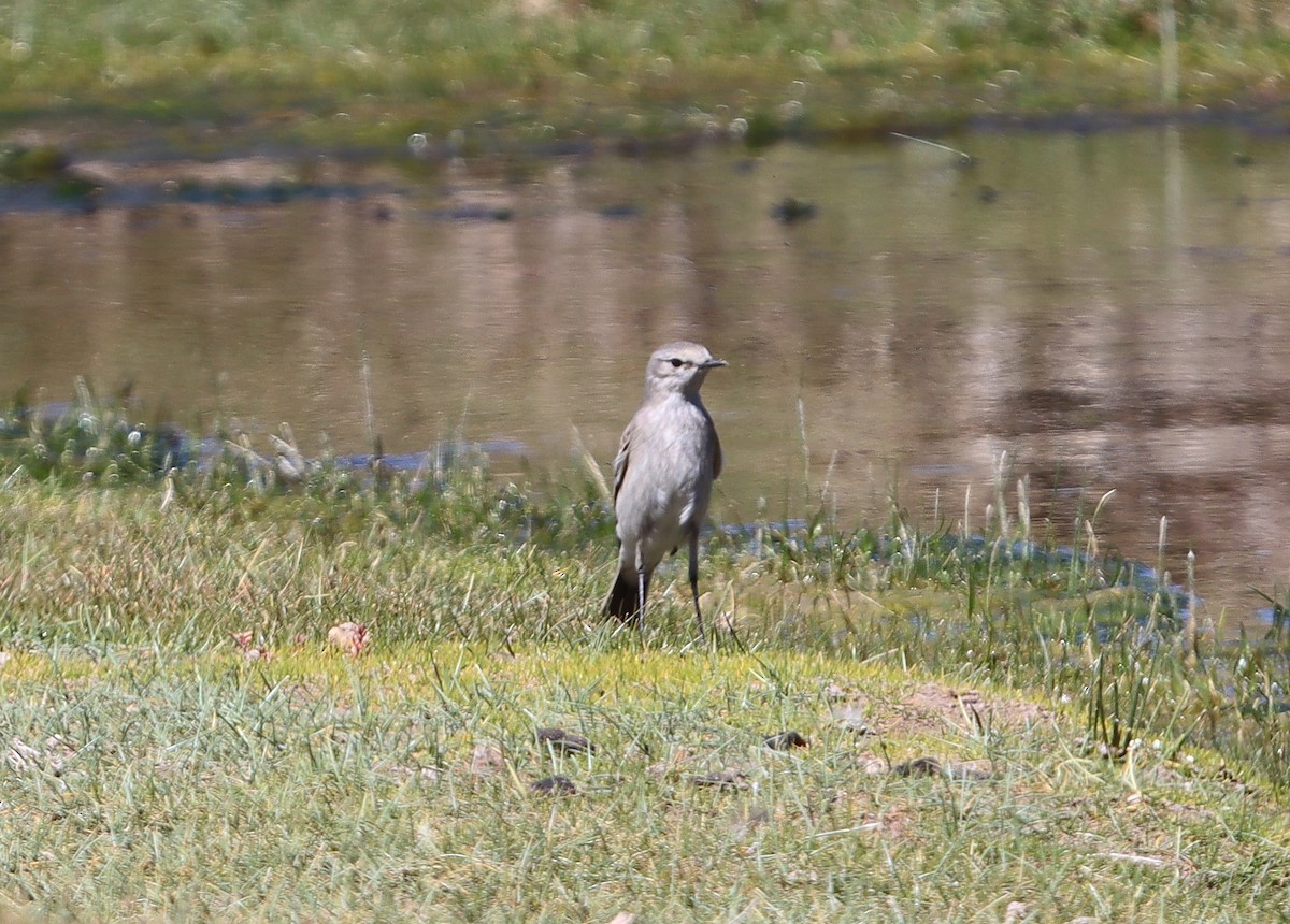 Ochre-naped Ground-Tyrant - ML635375206