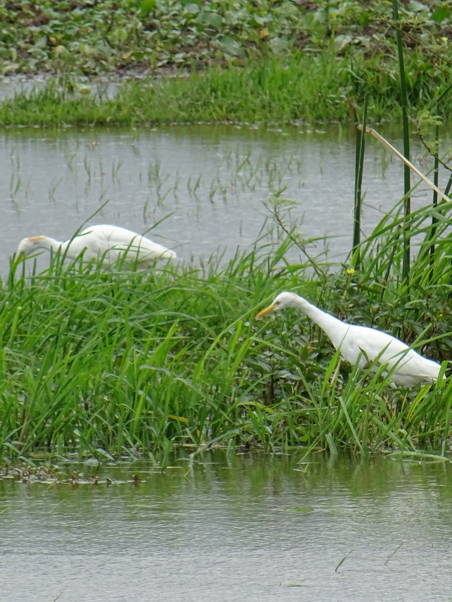 Western Cattle-Egret - ML635375217