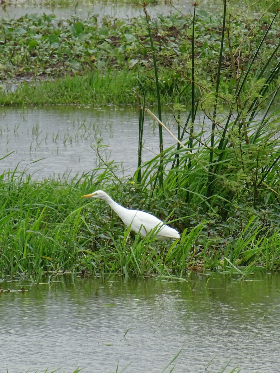 Western Cattle-Egret - ML635375218