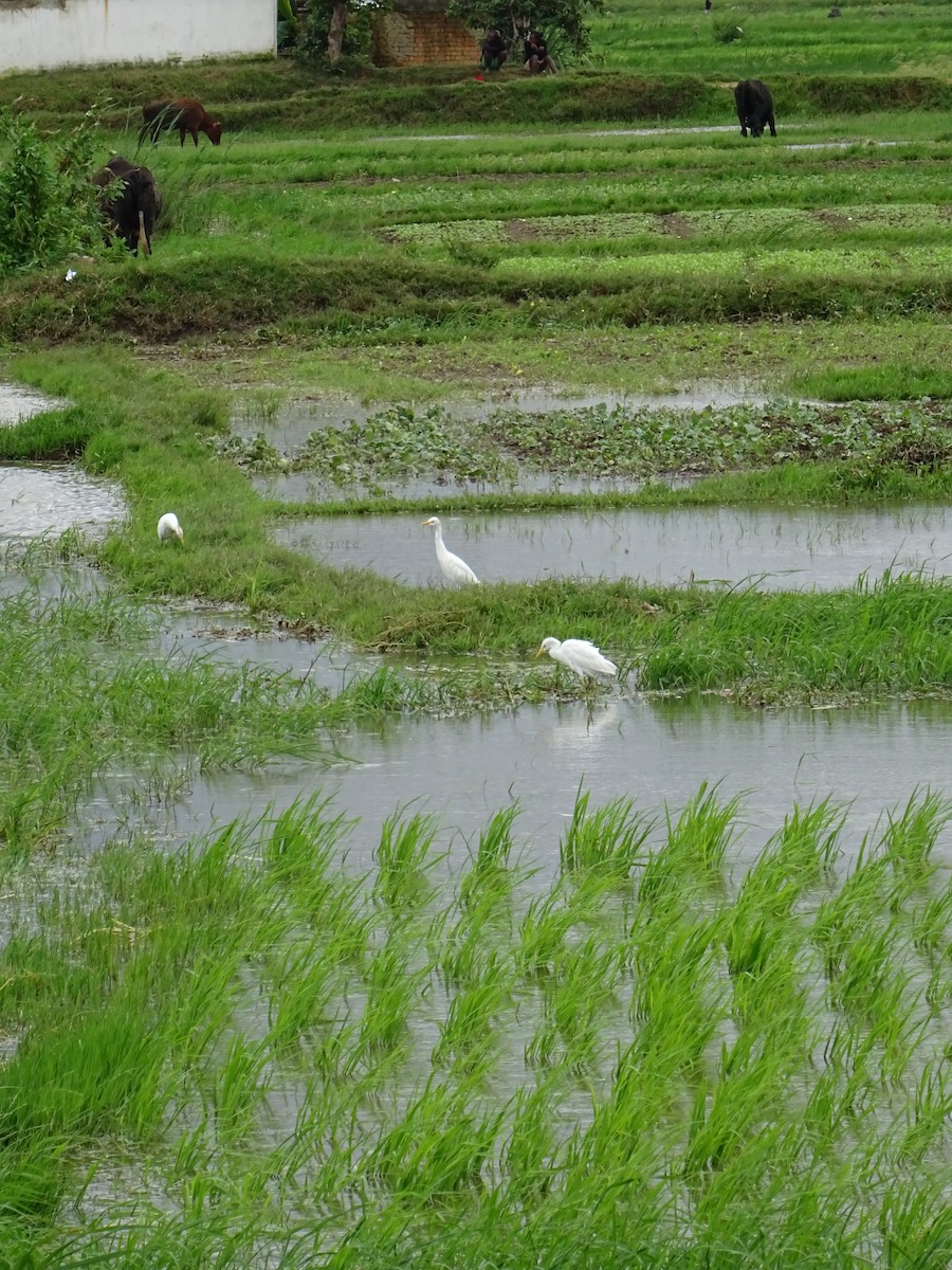 Western Cattle-Egret - ML635375220