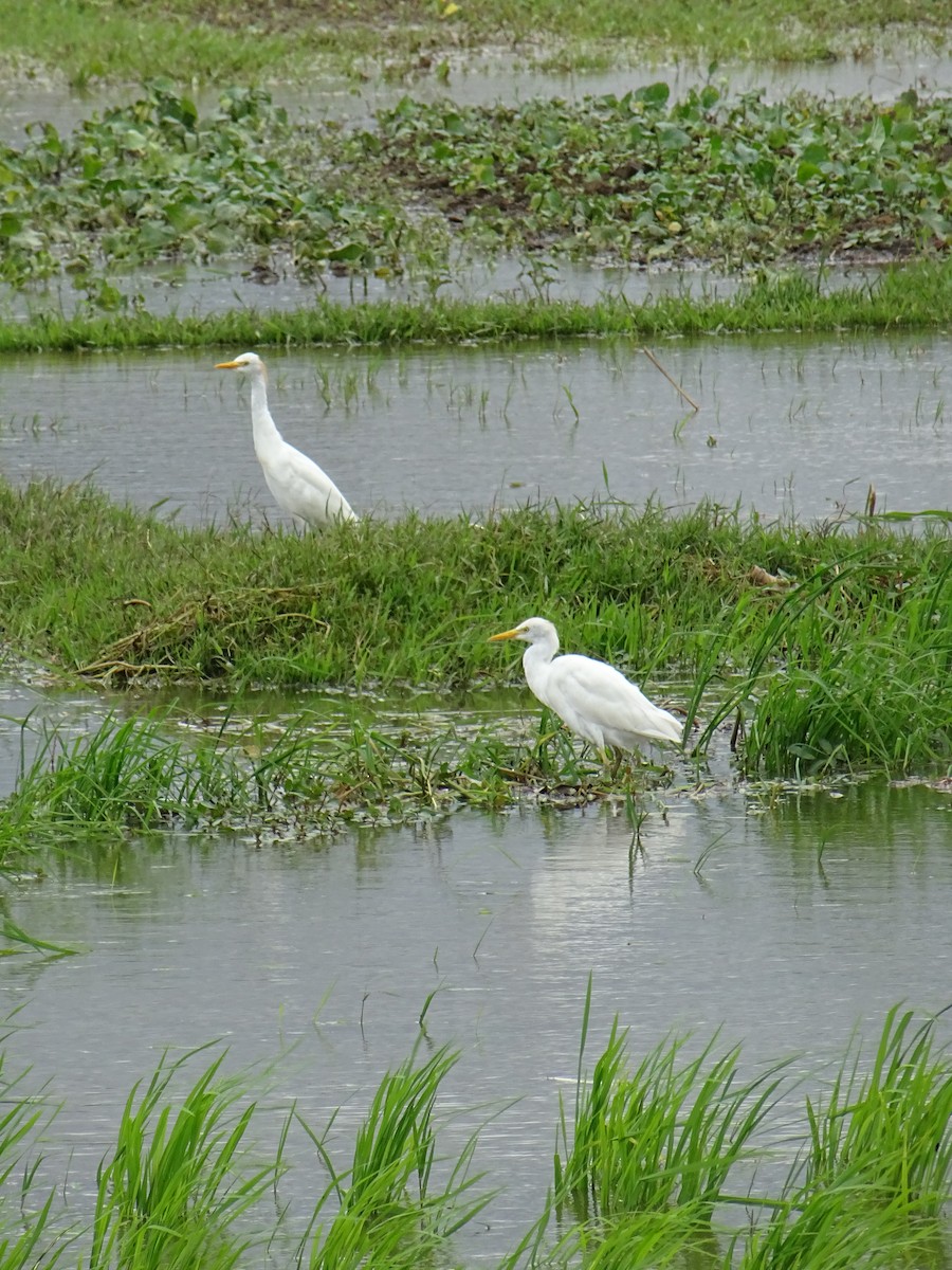 Western Cattle-Egret - ML635375236