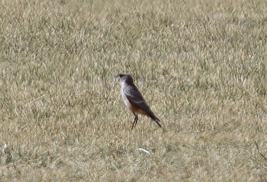 Cinnamon-bellied Ground-Tyrant - ML635375242