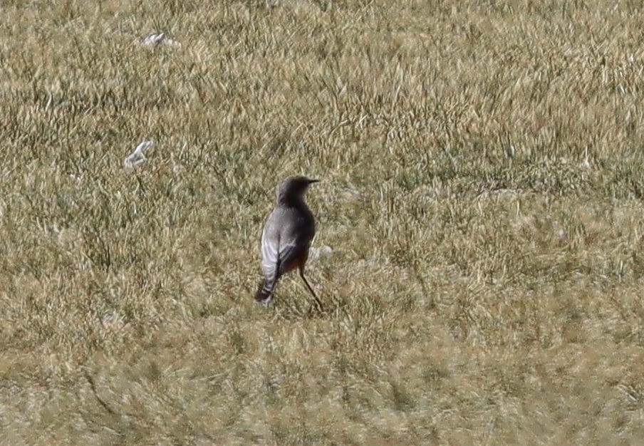 Cinnamon-bellied Ground-Tyrant - ML635375243