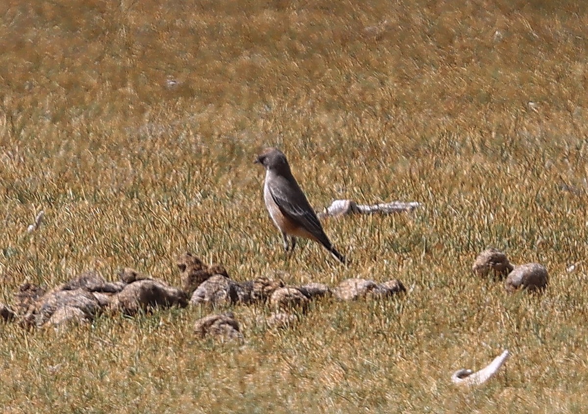 Cinnamon-bellied Ground-Tyrant - ML635375244