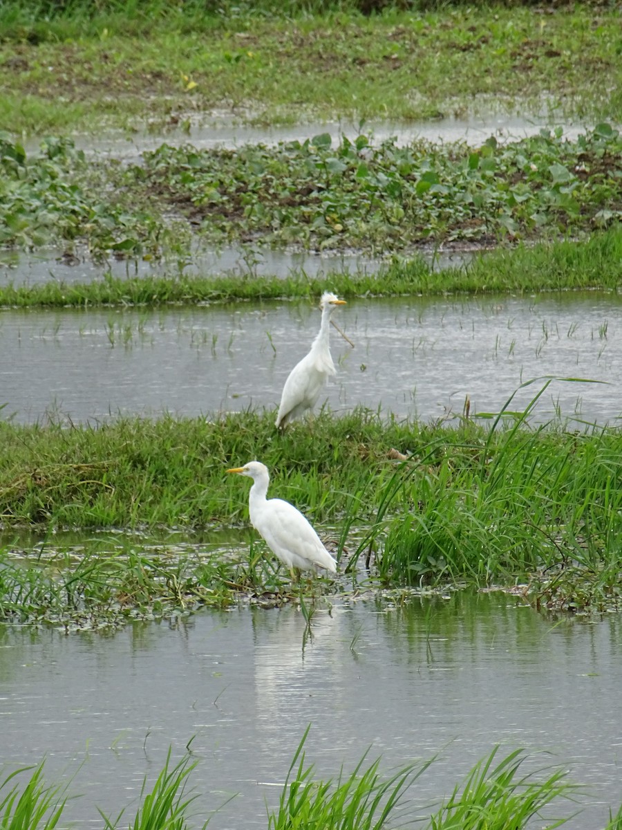 Western Cattle-Egret - ML635375246