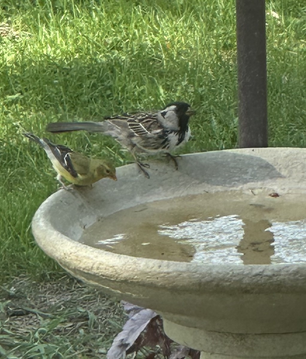 Harris's Sparrow - ML635375252