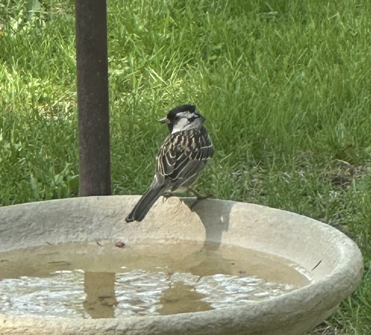 Harris's Sparrow - ML635375253