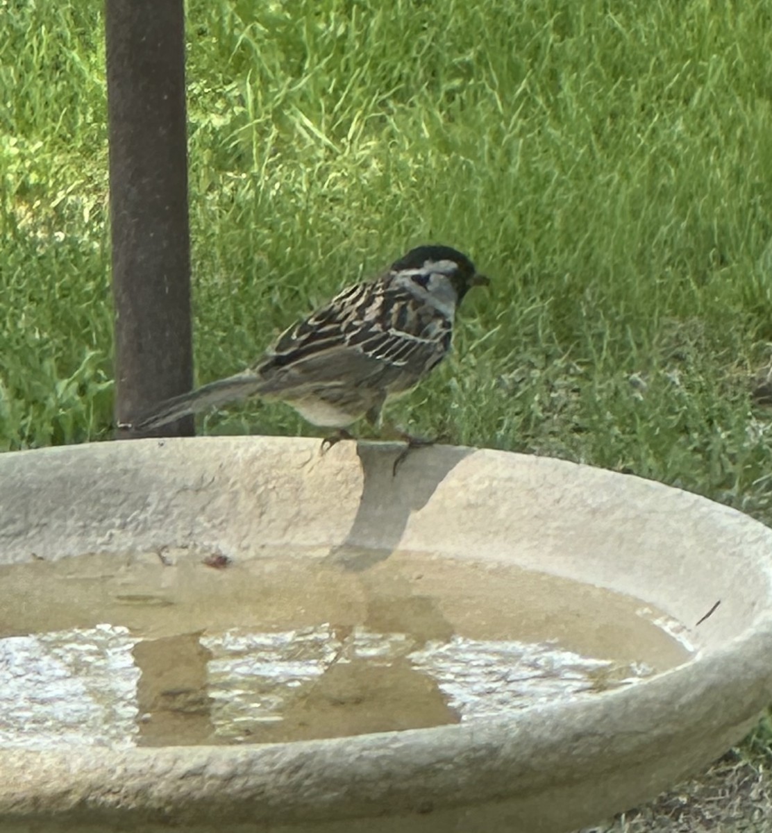 Harris's Sparrow - ML635375254