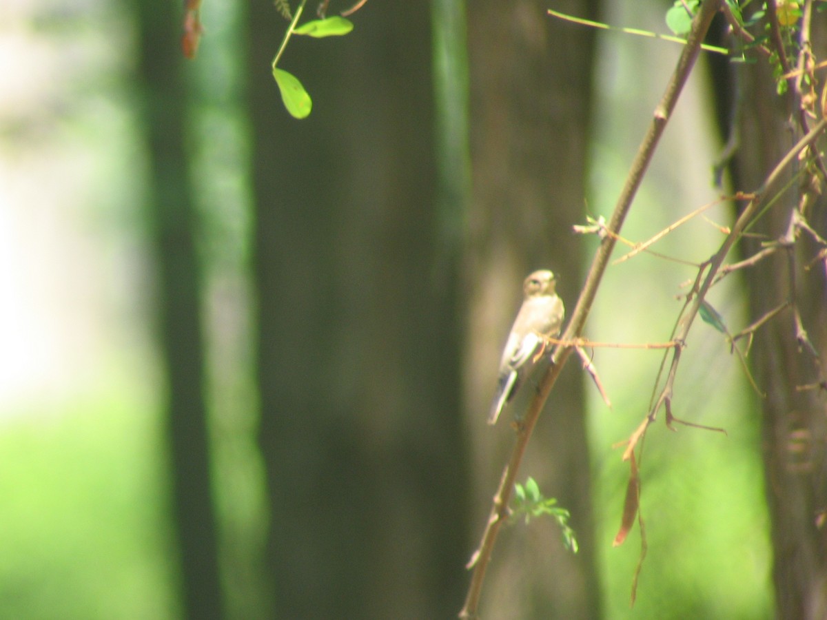 Semicollared Flycatcher - ML635375279