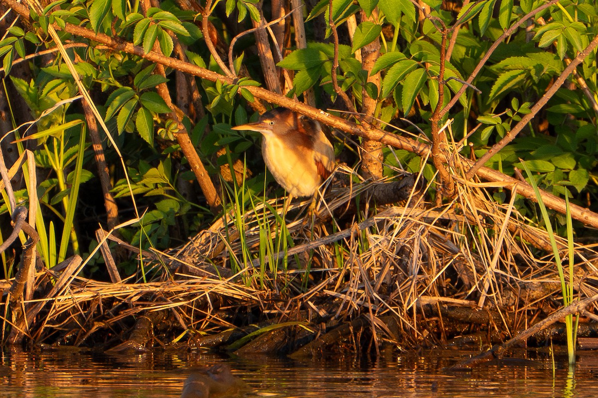 Least Bittern - ML635375304