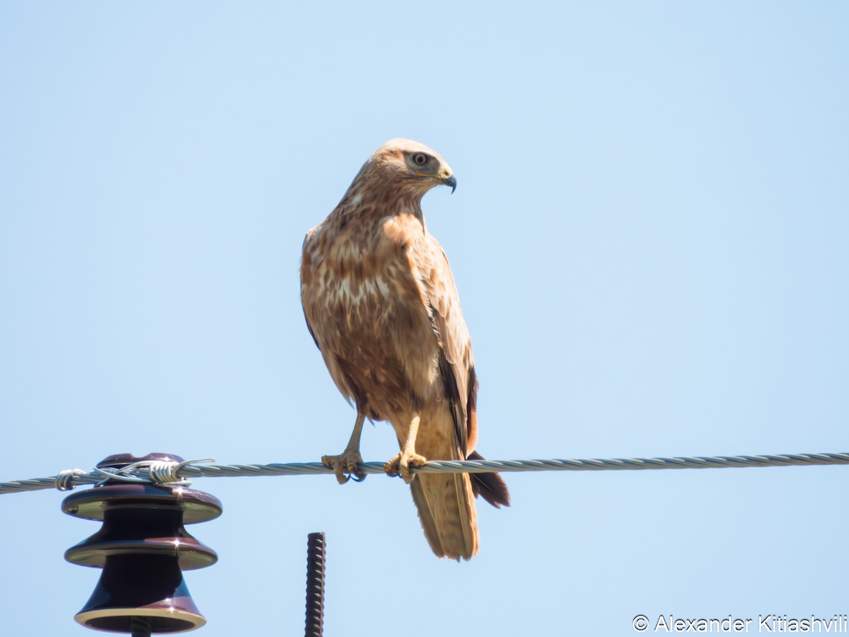 Long-legged Buzzard - ML635375310
