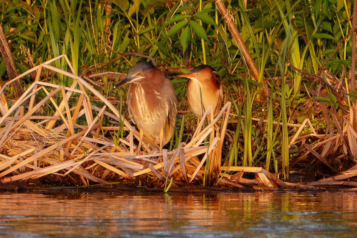 Least Bittern - ML635375333