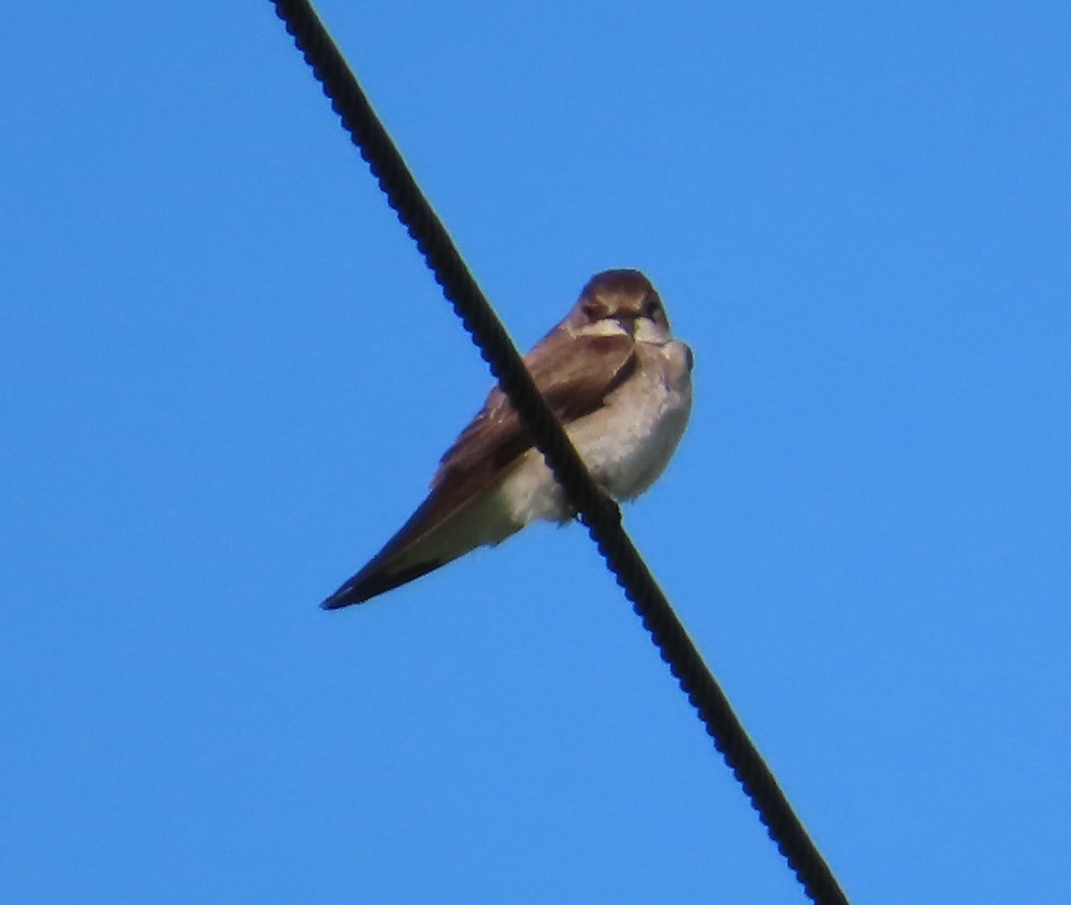 Northern Rough-winged Swallow - ML635375342