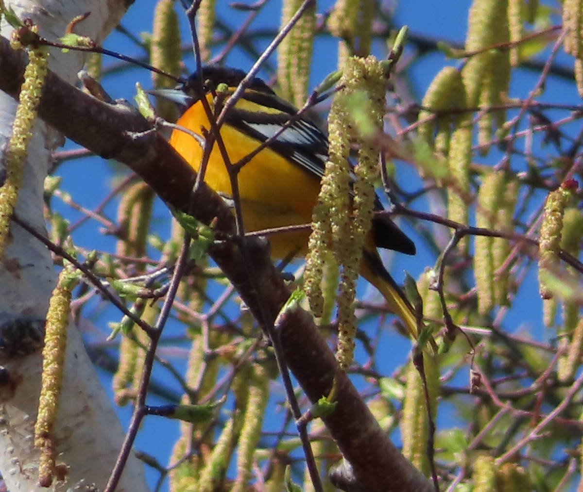 Baltimore Oriole - ML635375368