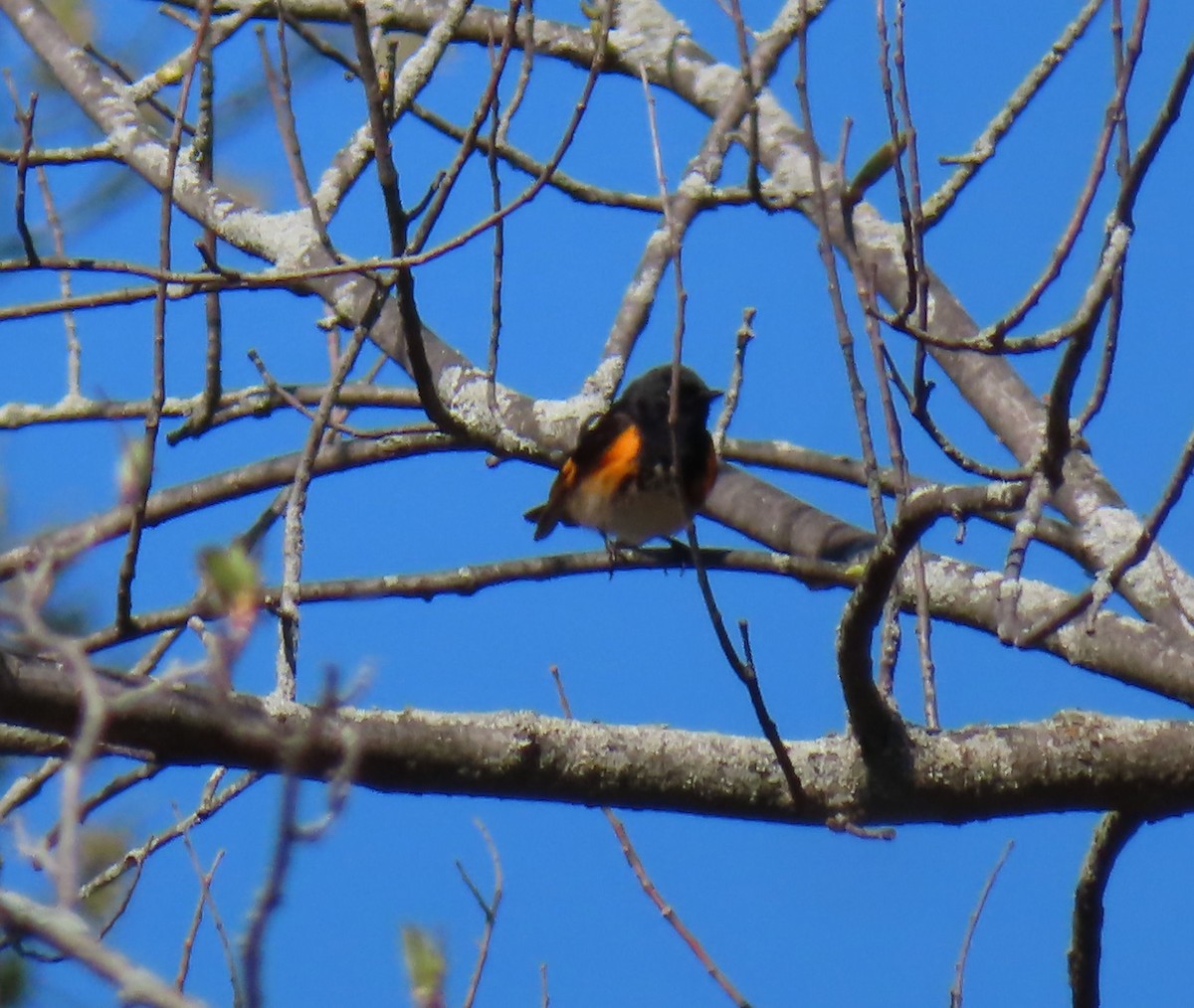 American Redstart - ML635375393