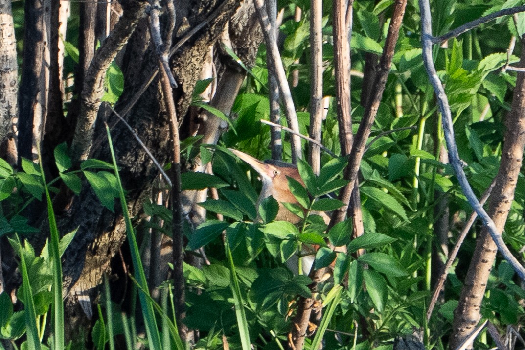Least Bittern - ML635375407