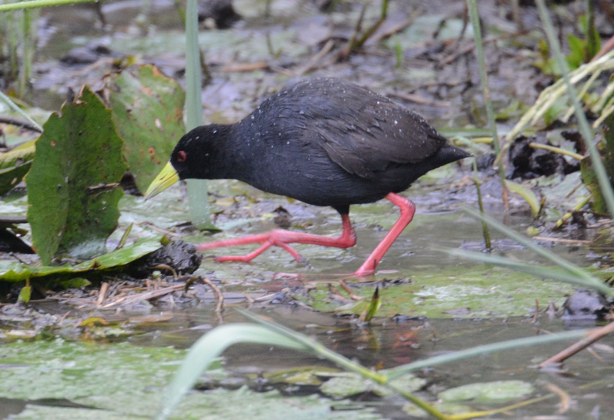 Black Crake - ML635375579