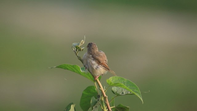 Plain Prinia - ML635375606