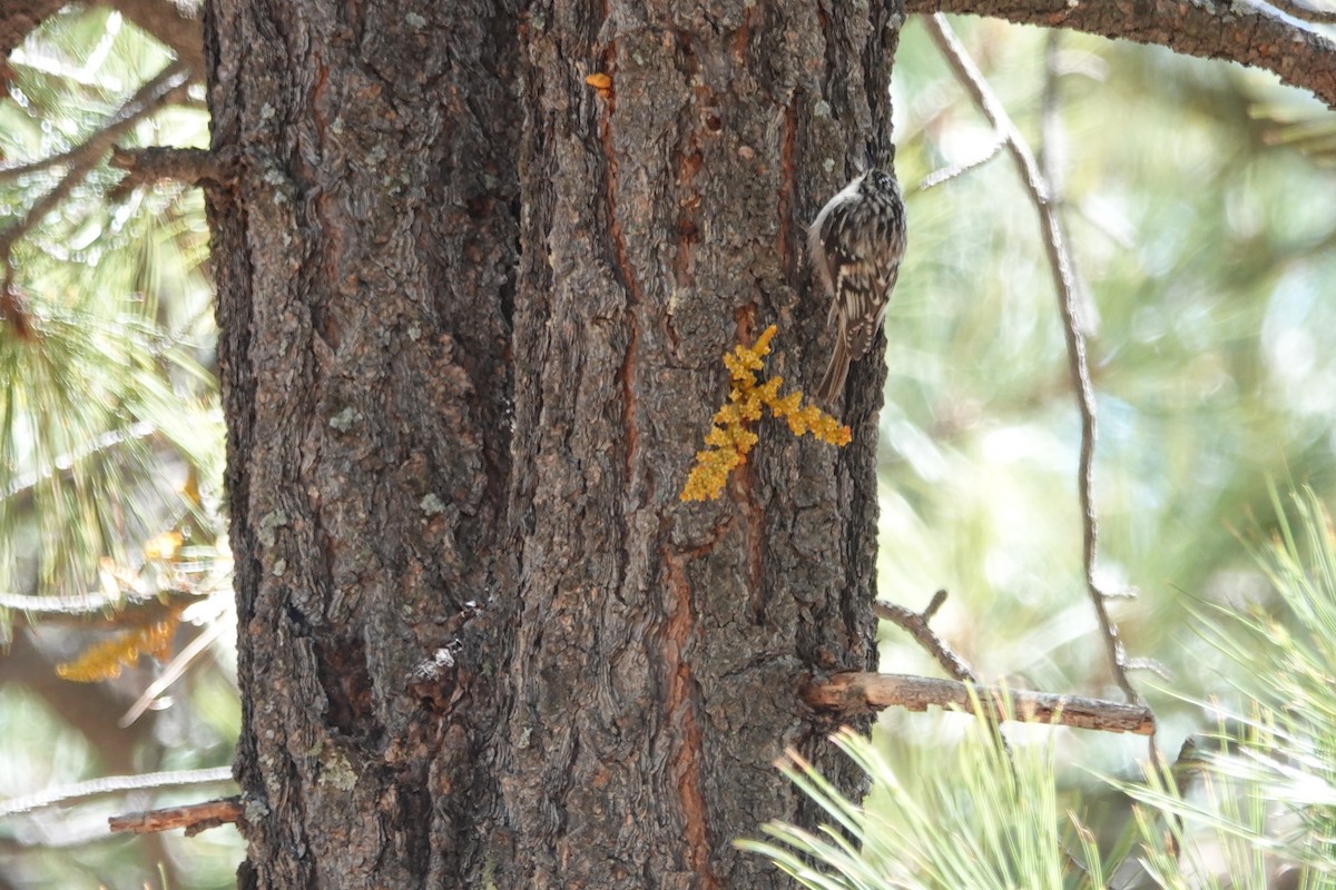Brown Creeper - ML635375684