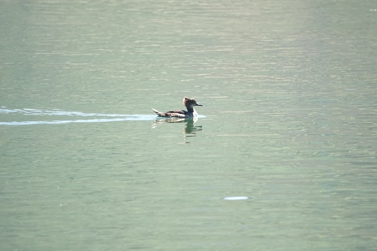 オウギアイサ - ML635375776