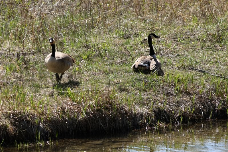 Canada Goose - ML635375793