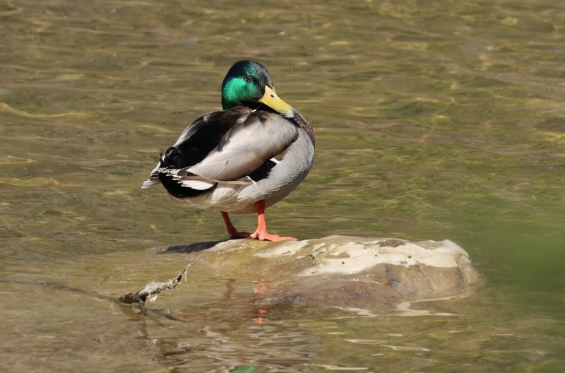 Mallard - ML635375799