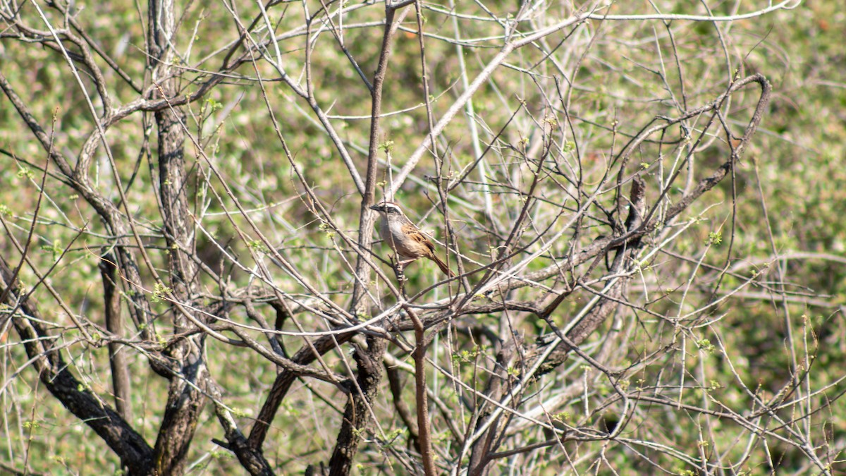 Striped Sparrow - ML635375808