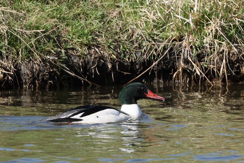 Common Merganser - ML635375813