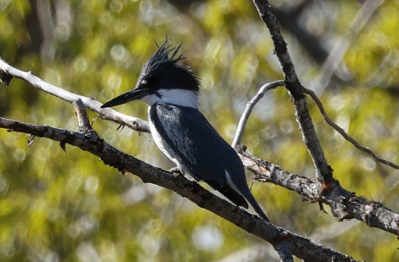 Belted Kingfisher - ML635375824