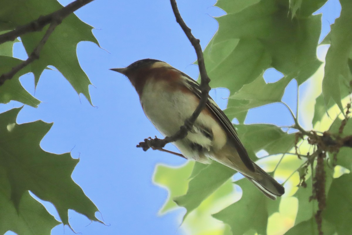 kastanjeparula - ML635375831