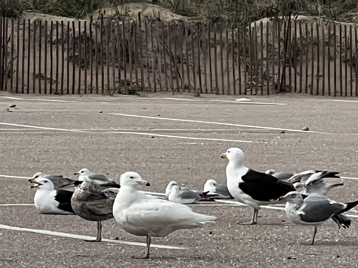 Glaucous Gull - ML635375889