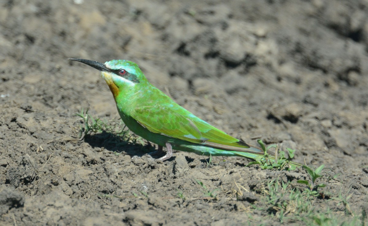 Blue-cheeked Bee-eater - ML635375955