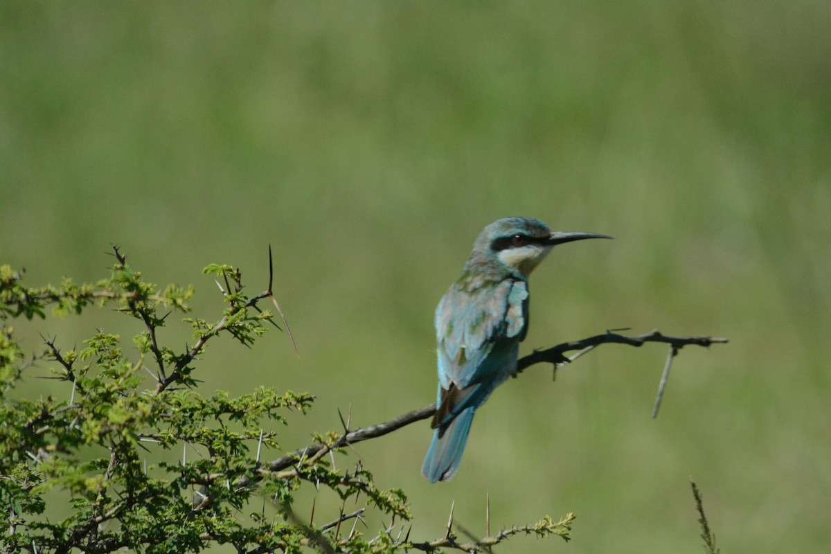 Blue-cheeked Bee-eater - ML635375956