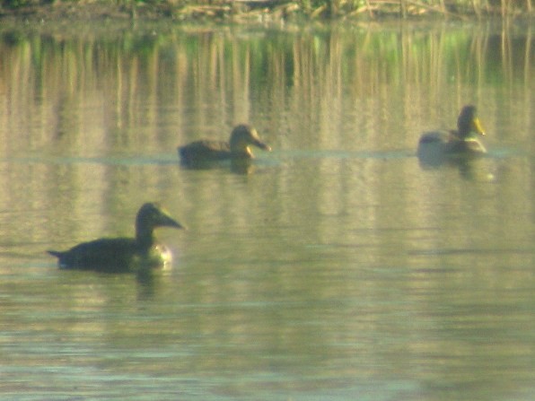 Common Eider - ML635376056