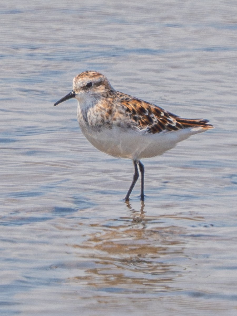 Little Stint - ML635376073