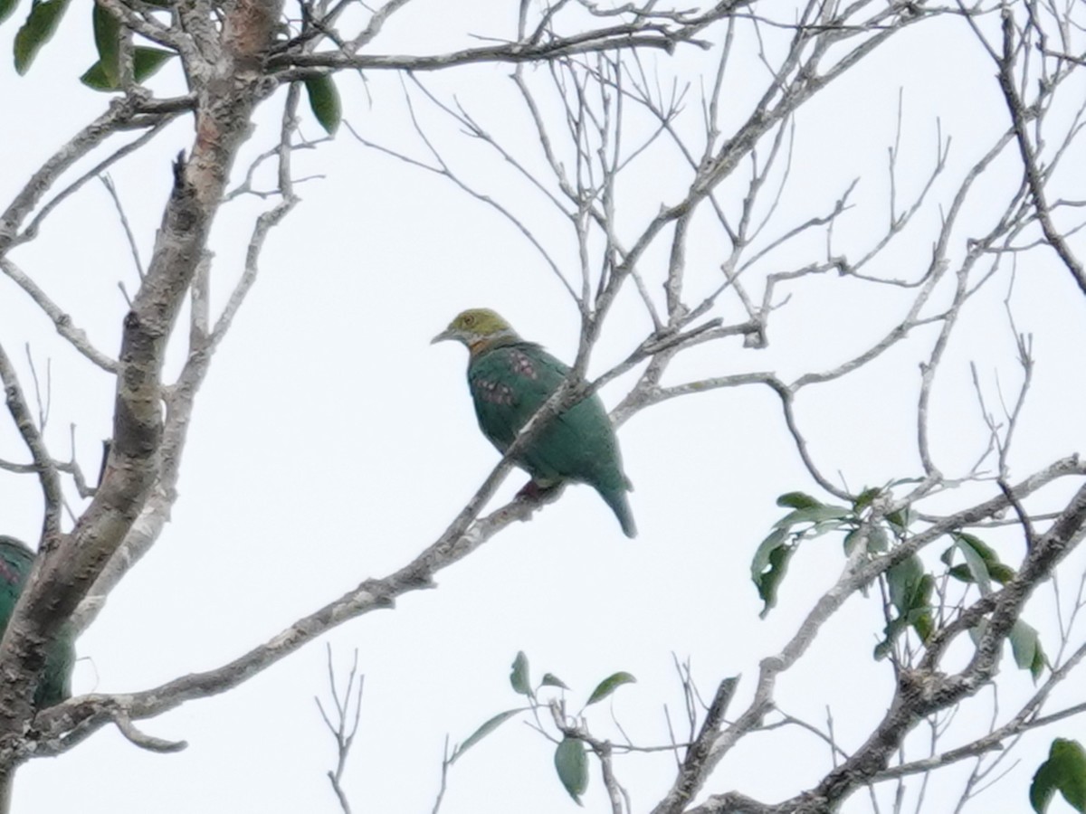 Pink-spotted Fruit-Dove - ML635376087