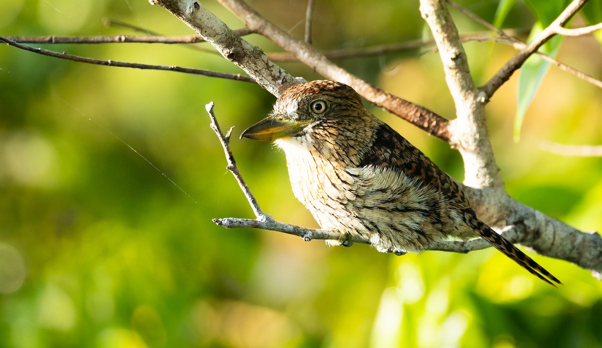 Eastern Striolated-Puffbird - ML635376133