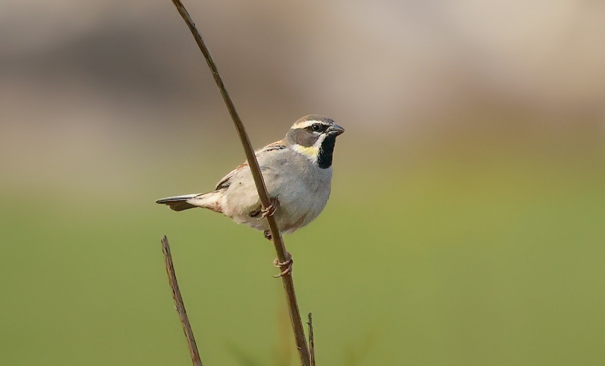 Dead Sea Sparrow - ML635376135