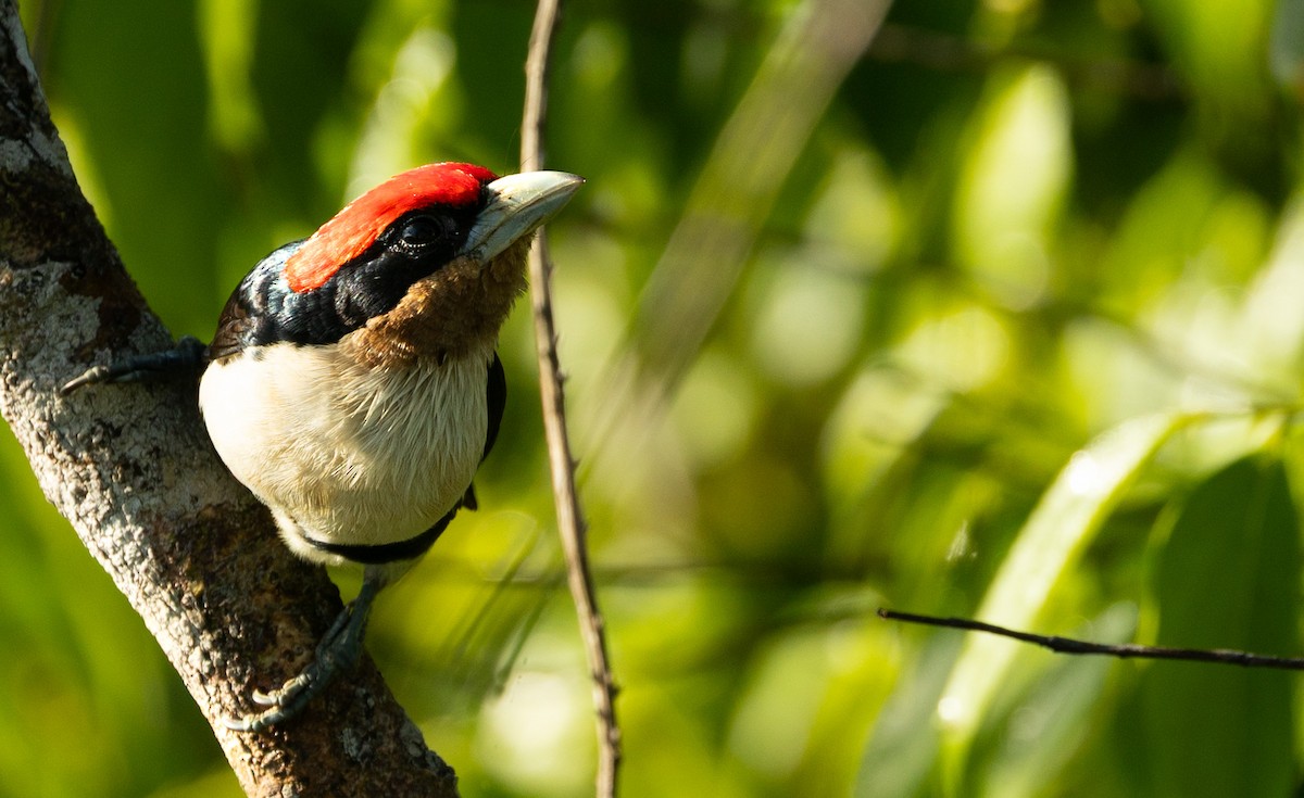 Black-girdled Barbet - ML635376141