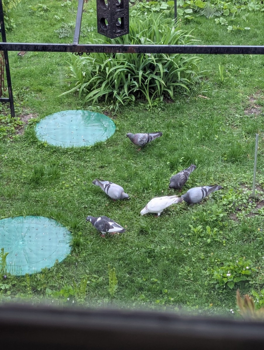 Rock Pigeon (Feral Pigeon) - ML635376146