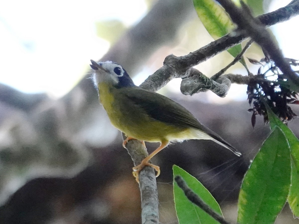 White-faced Robin - ML635376147