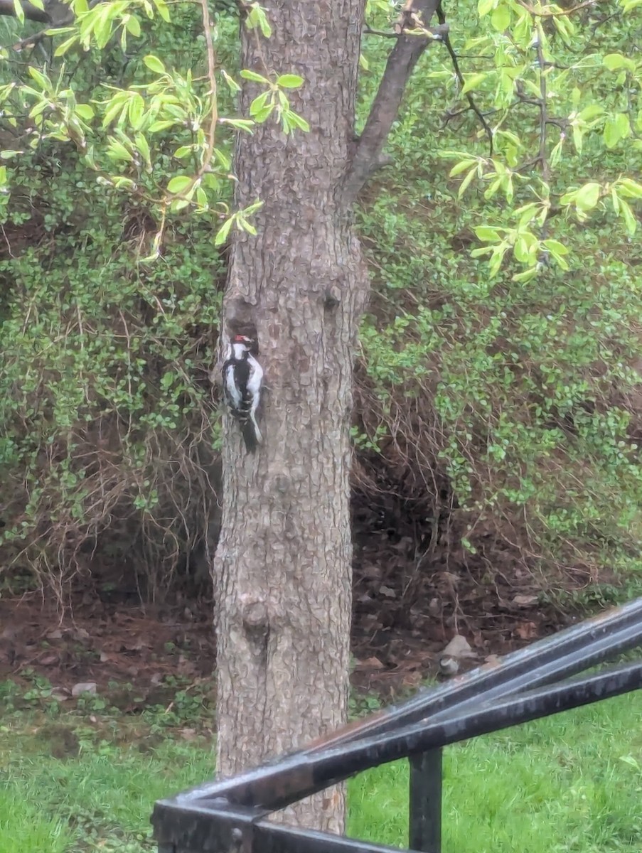 Hairy Woodpecker - ML635376152