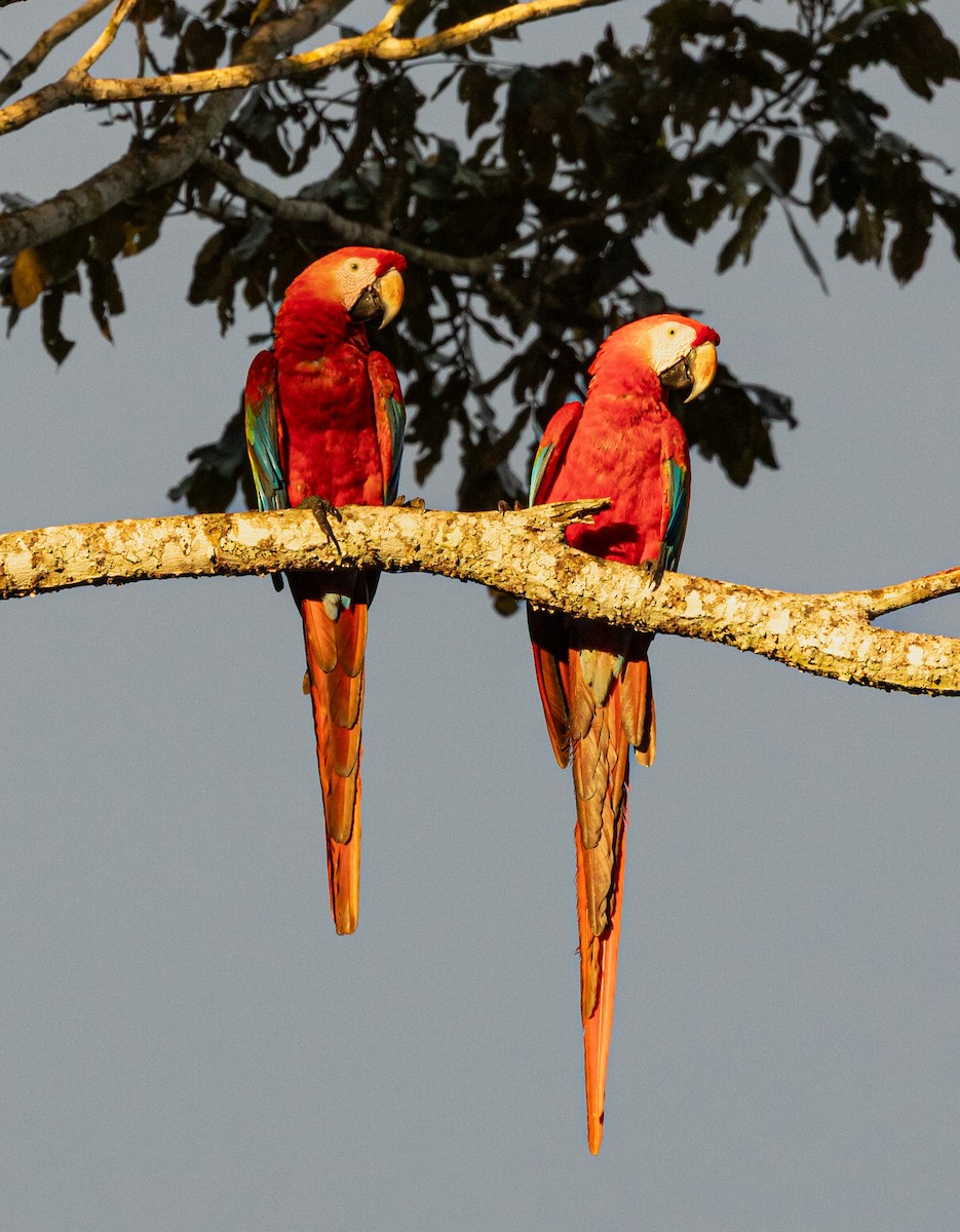 Scarlet Macaw - ML635376160