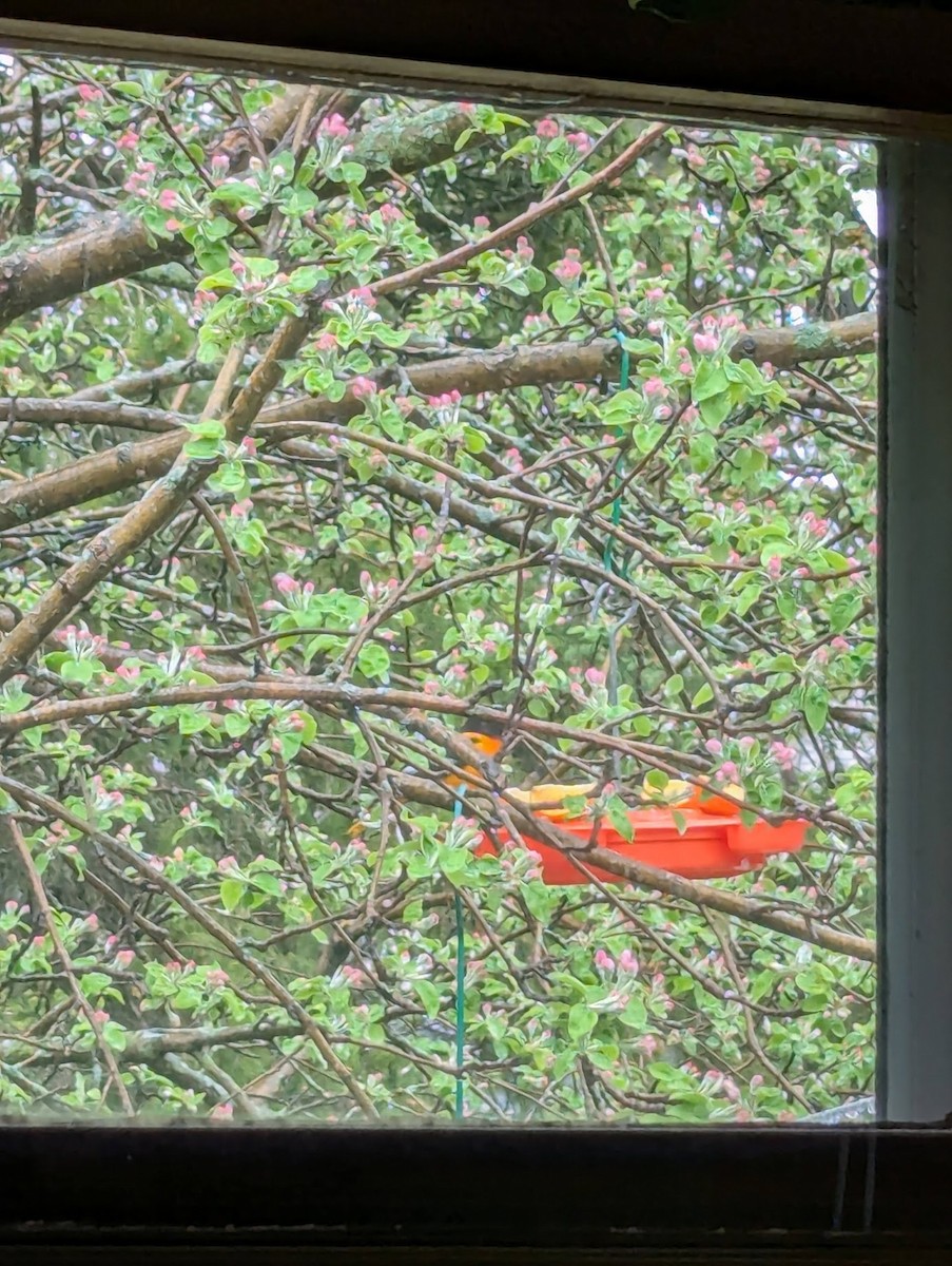 Baltimore Oriole - ML635376194