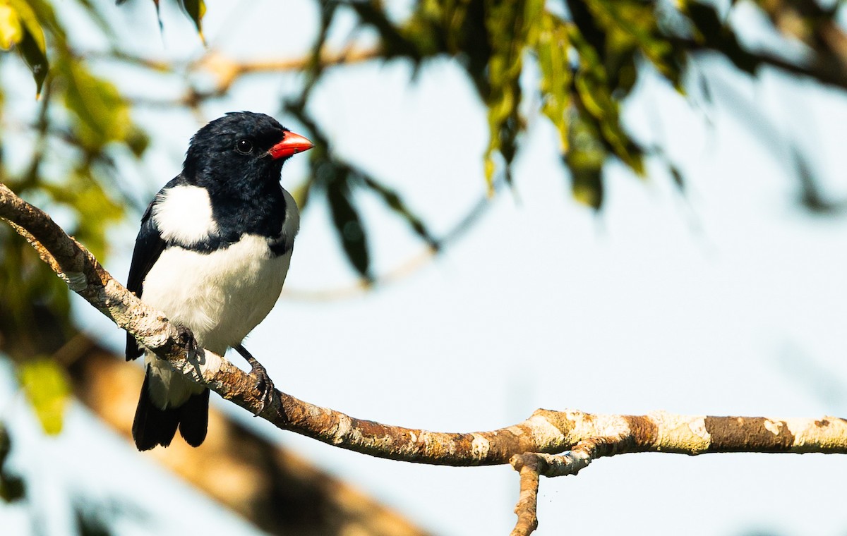 Red-billed Pied Tanager - ML635376195