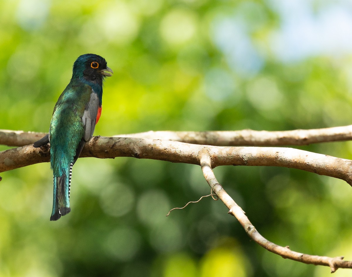 Blue-crowned Trogon - ML635376286