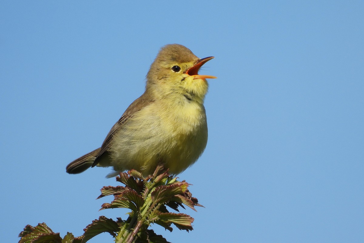 Melodious Warbler - ML635376293