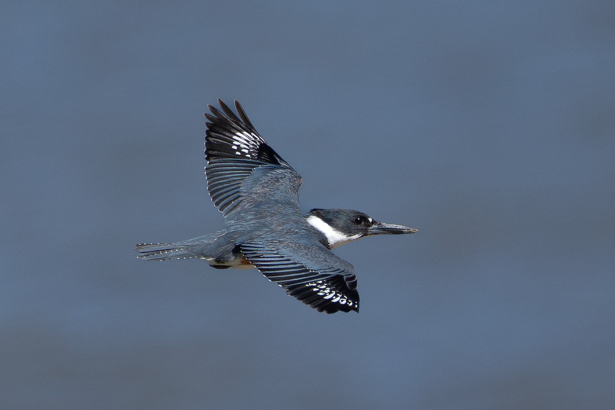 Belted Kingfisher - ML635376334